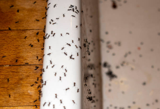Best Pest Prevention Services  in Boise City, OK