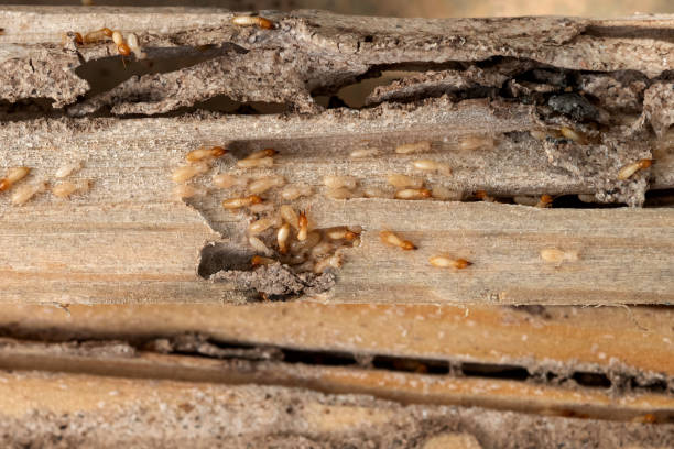 Best Flea Control Services  in Boise City, OK