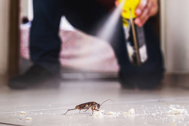 Best Spider Control Near Me  in Boise City, OK